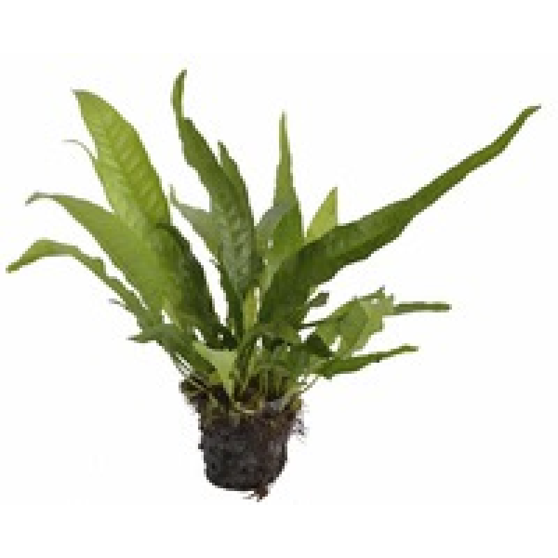 6x Microsorum Pteropus